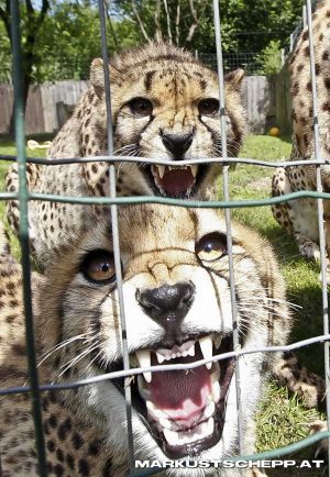 Gepard-3.JPG