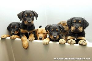Welpen-1.JPG